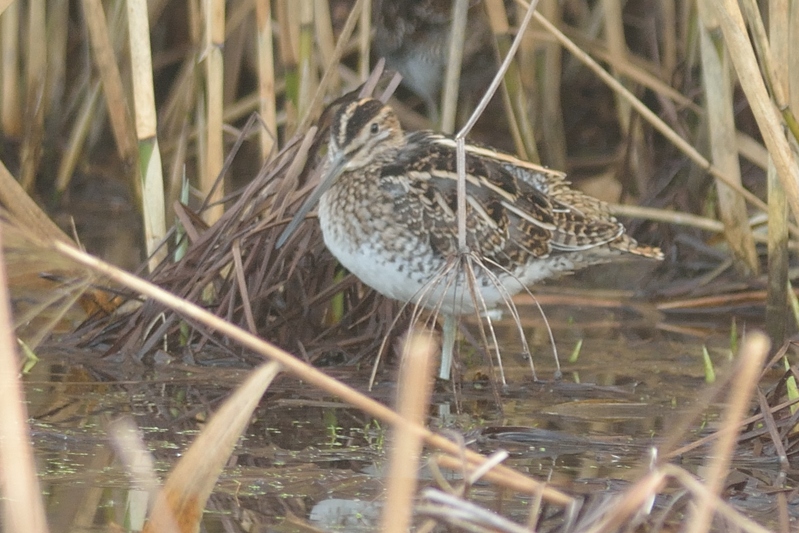 Watersnip